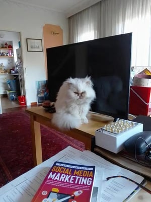 White cat on desk near TV living room at Attic in Villa, with private bathroom, in 3-bedroom house in Rome Student Accommodation