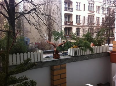 Wooden eagle statue and plants exterior at Comfy double bedroom close to U Hohenzollernplatz metro station in Berlin Student Accommodation