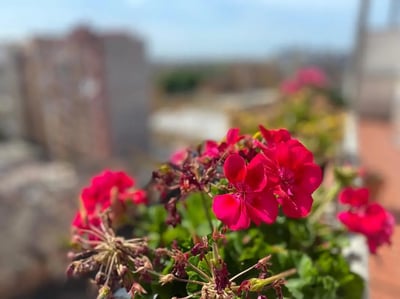 Pink flowers with blurred buildings in background exterior at Single Bedroom in a 3-Bedroom Apartment in Rome in Rome Student Accommodation