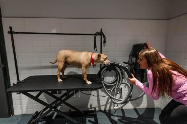 Dog on grooming table with woman grooming them. at Ari on Fourth in Tucson Student Accommodation