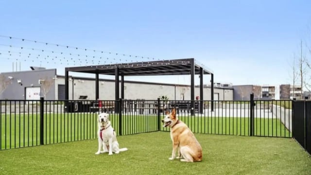 Two dogs sitting on artificial turf dog park exterior at Dickson Village Apartments in Canberra Student Accommodation