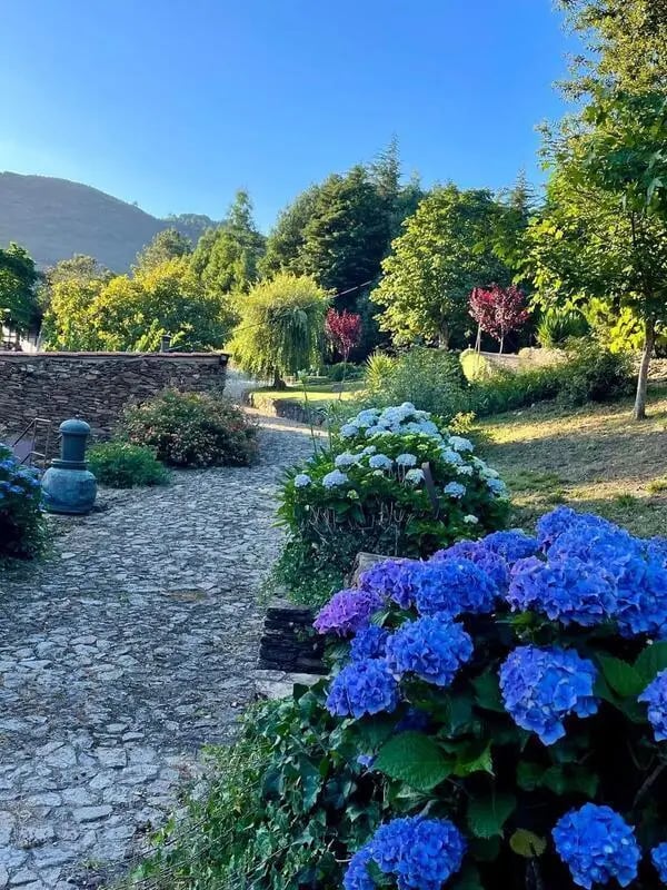 Stone path leading through blooming hydrangeas exterior at Charming and serene country house in Sopo, Vila Nova de Cerveira in Viana Do Castelo Student Accommodation