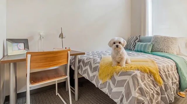 Dog on bed desk and chair bedroom at Arc at Old Colony in Chicago Student Accommodation
