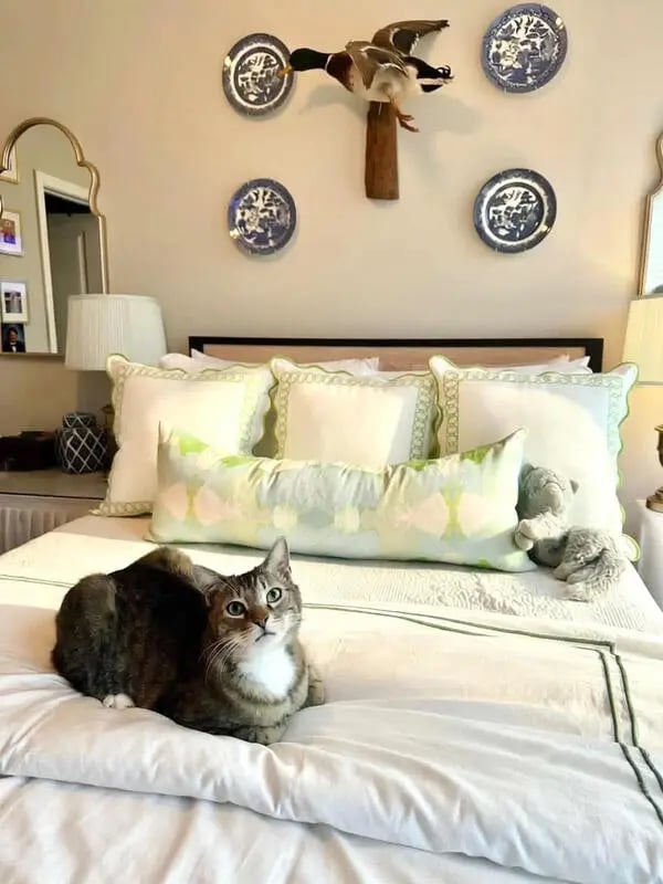 Cat on bed with decorative plates and duck bedroom at My House on 13th in Tuscaloosa Student Accommodation