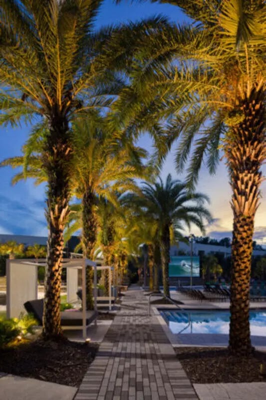 Palm trees line poolside lounge areas exterior at Stadium Enclave in Tallahassee Student Accommodation
