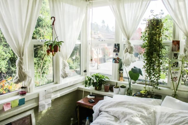 Bed with plants and white curtains Bedroom at Berkeley Student Cooperative - Affordable Student Housing Co-op in Berkeley Student Accommodation