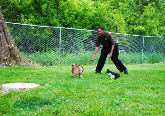 Man playing with dogs outdoor dog park area at Campus Hill Apartments