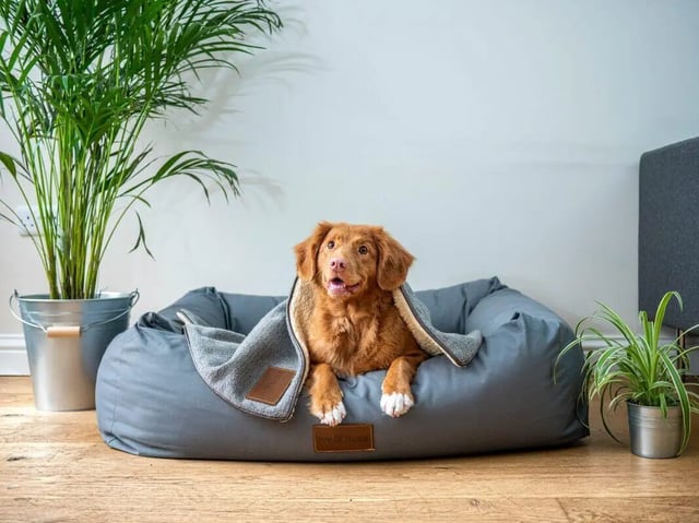 Dog on bed with blanket and plants living room at Beacon Hill Apartments in Muncie Student Accommodation
