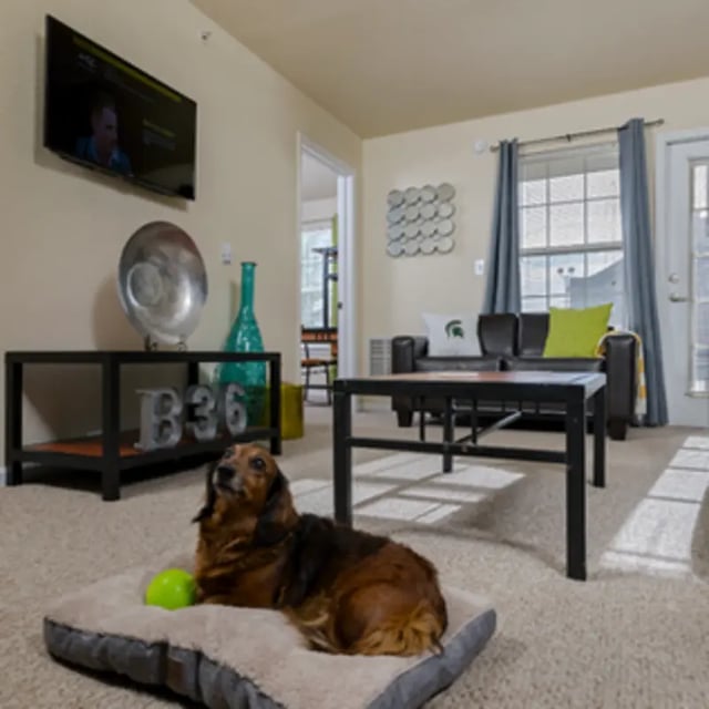 Dog on bed TV couch and coffee table living room at Block 36 - Lease by Bed Available in East Lansing Student Accommodation