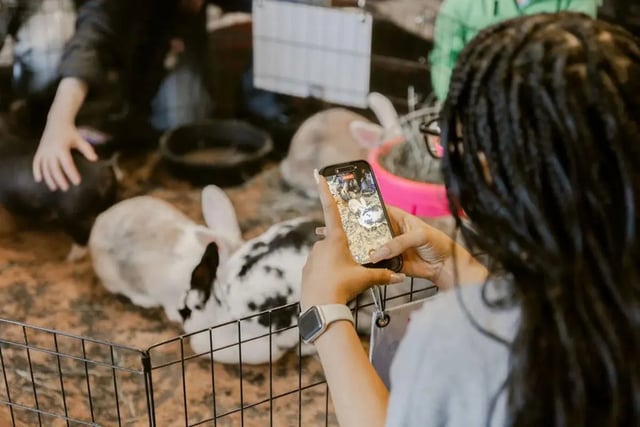 Rabbits and phone activity playing area at The Douglas - Student Housing Apartments in Seattle Student Accommodation