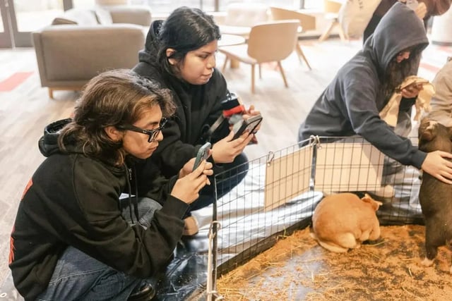 Students with phones observe pigs in enclosure Common area at The Douglas - Student Housing Apartments in Seattle Student Accommodation