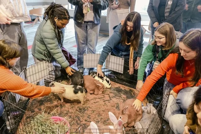Students petting rabbits and pigs in pen common area at The Douglas - Student Housing Apartments in Seattle Student Accommodation