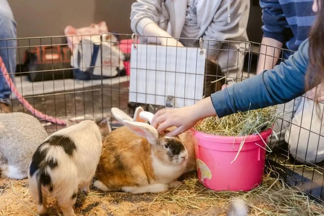 Rabbits in pen with hand feeding Hay Area at The Douglas - Student Housing Apartments in Seattle Student Accommodation