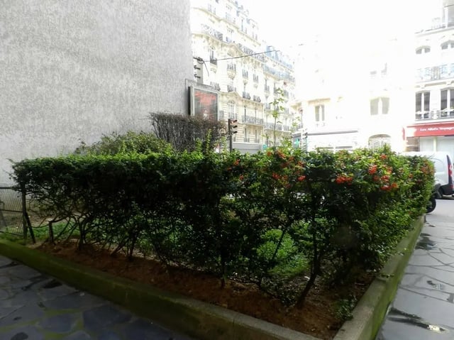 Green hedge with red berries exterior at Studio in Rue Lecourbe, 75015 Paris, France in Paris Student Accommodation